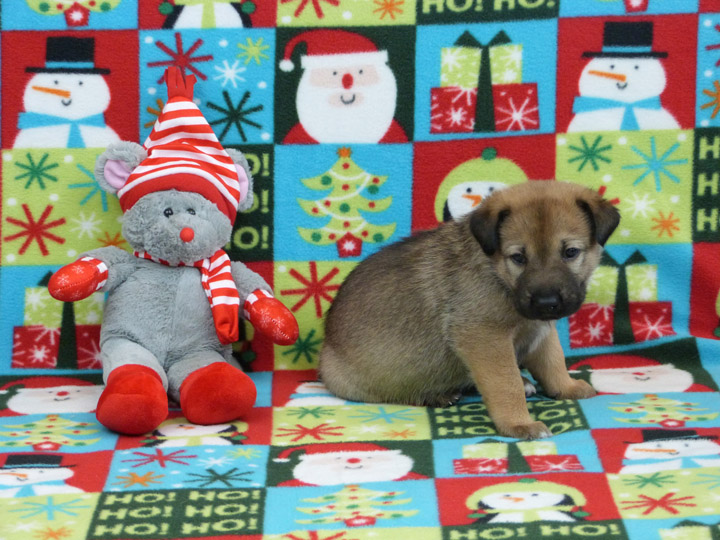 chinook puppy